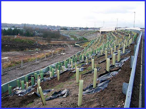 Protected Saplings